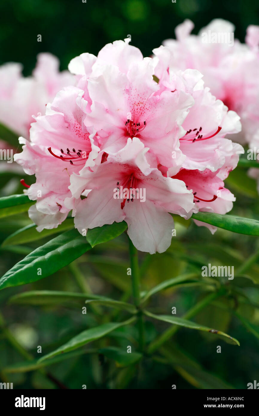 Hydon dawn hi-res stock photography and images - Alamy