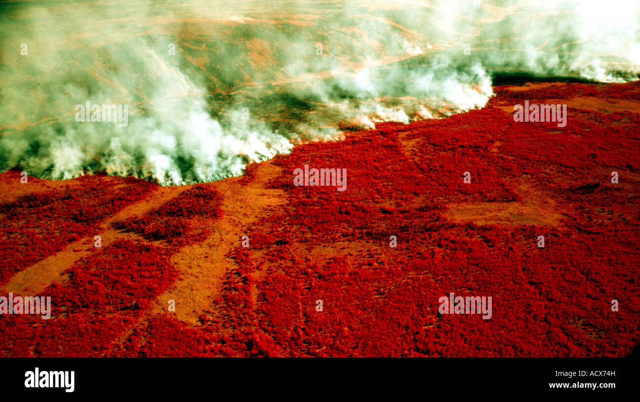 An aerial low altetude oblique color infrared photograph of an Alaskan forest fire from below 500 feet Stock Photo