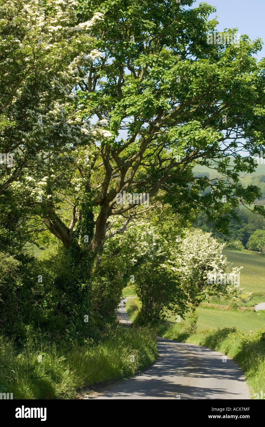A quiet country lane near Aberystwyth Ceredigion mid wales UK ; summer afternoon Stock Photo