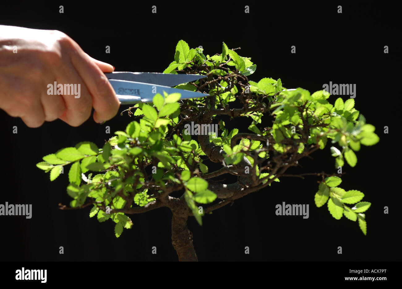 Pruning a Chinese Oak Bonsai Tree Ulmus parvifolia Stock Photo