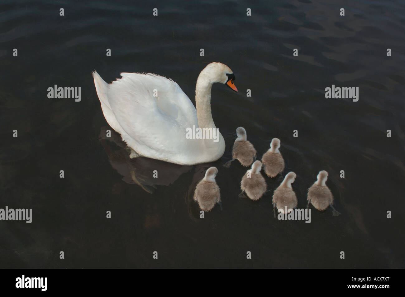 Adult Mute Swan (Cygnus olor) Swimming On A Freshwater Lake With Its Young. Stock Photo