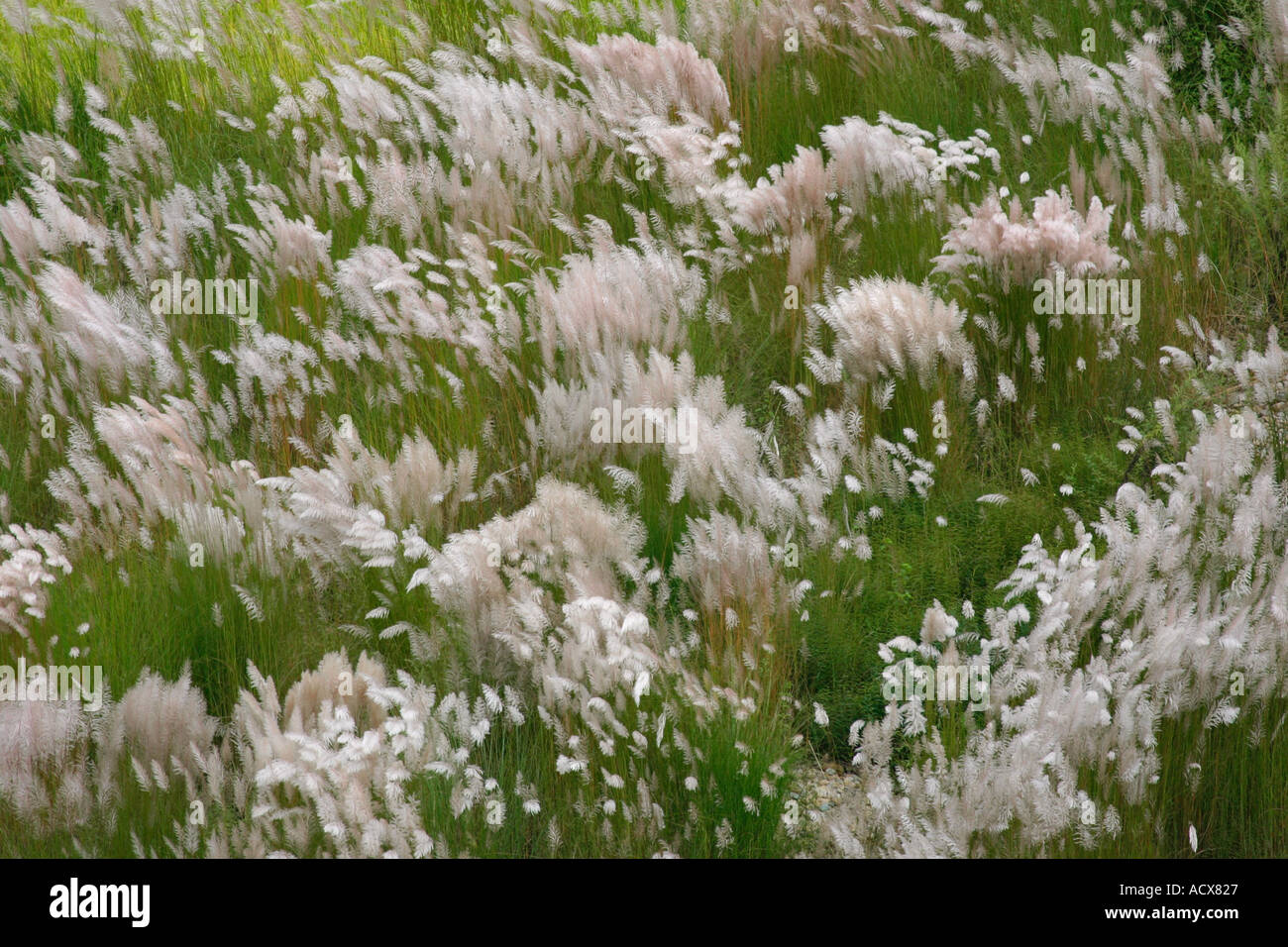 Grass swaying in the breeze on the banks of the Bagamati river near Kathmandu Stock Photo