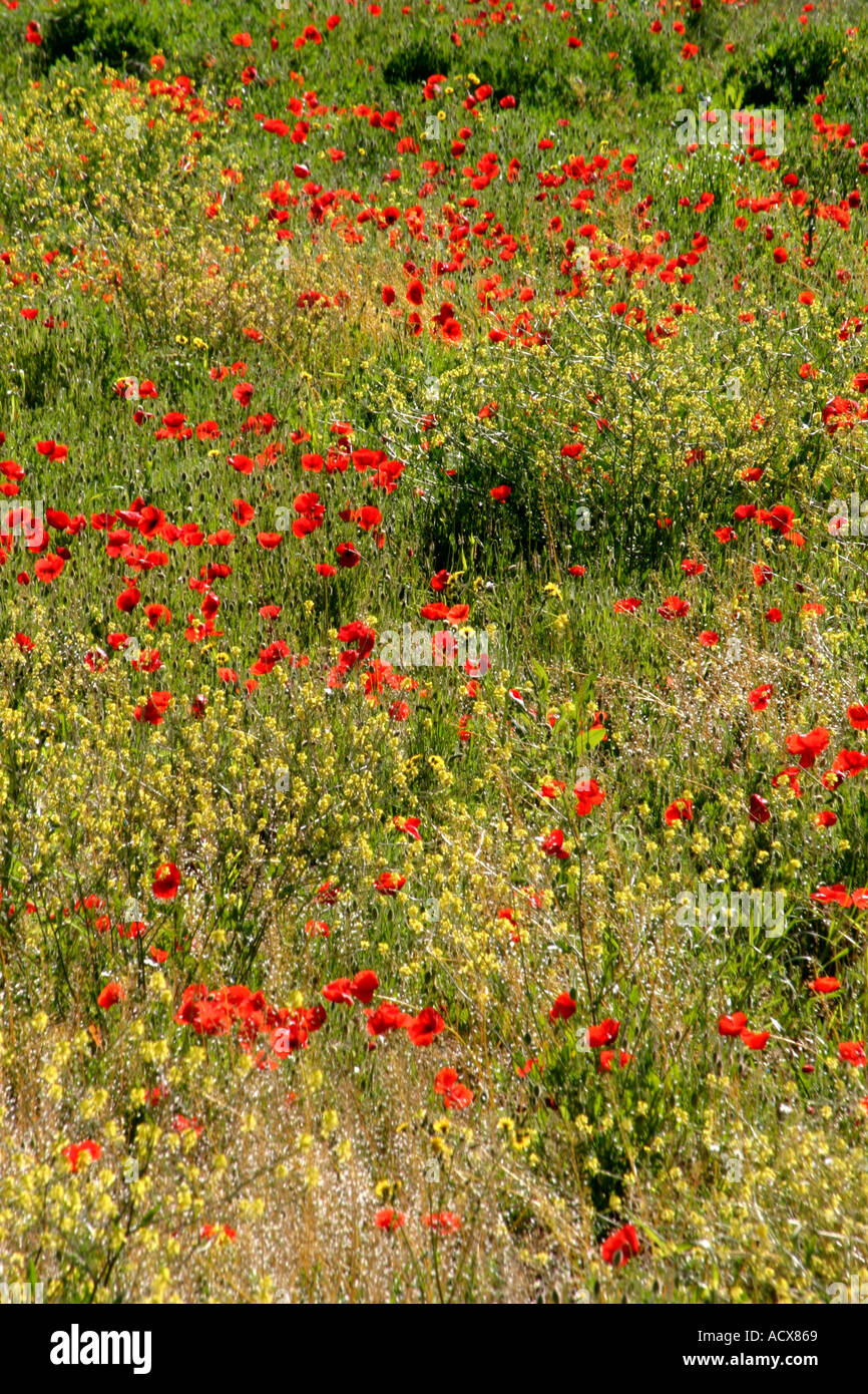 Red italian poppies wildflowers in hi-res stock photography and images ...
