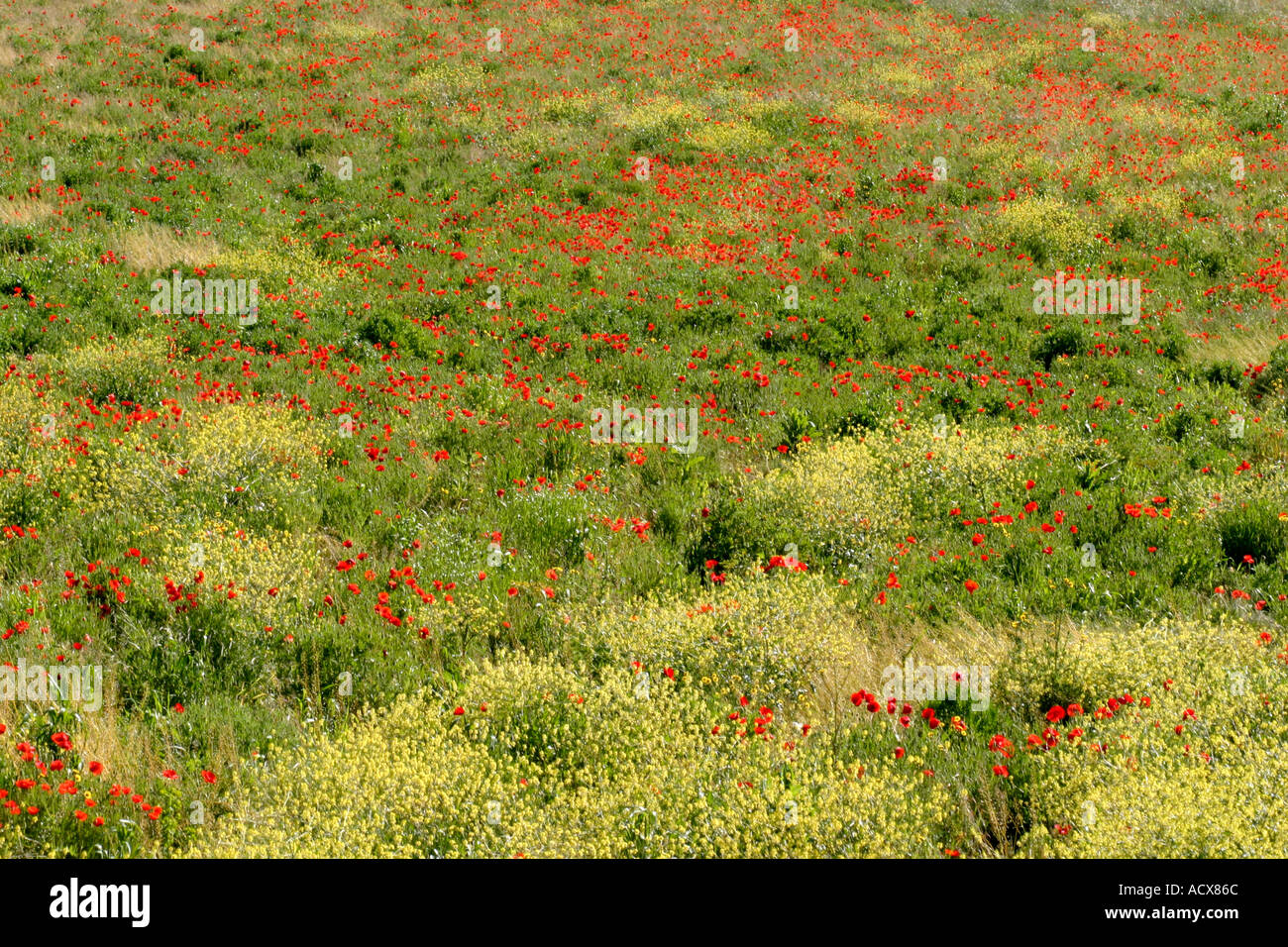 Red italian poppies wildflowers in hi-res stock photography and images ...