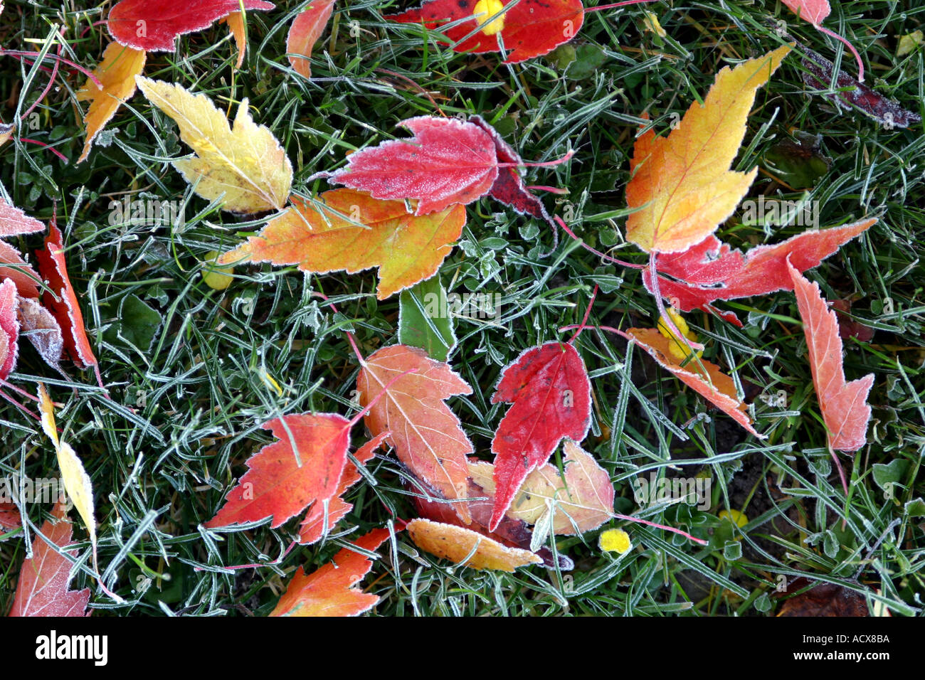Maple red green leaf hi-res stock photography and images - Alamy