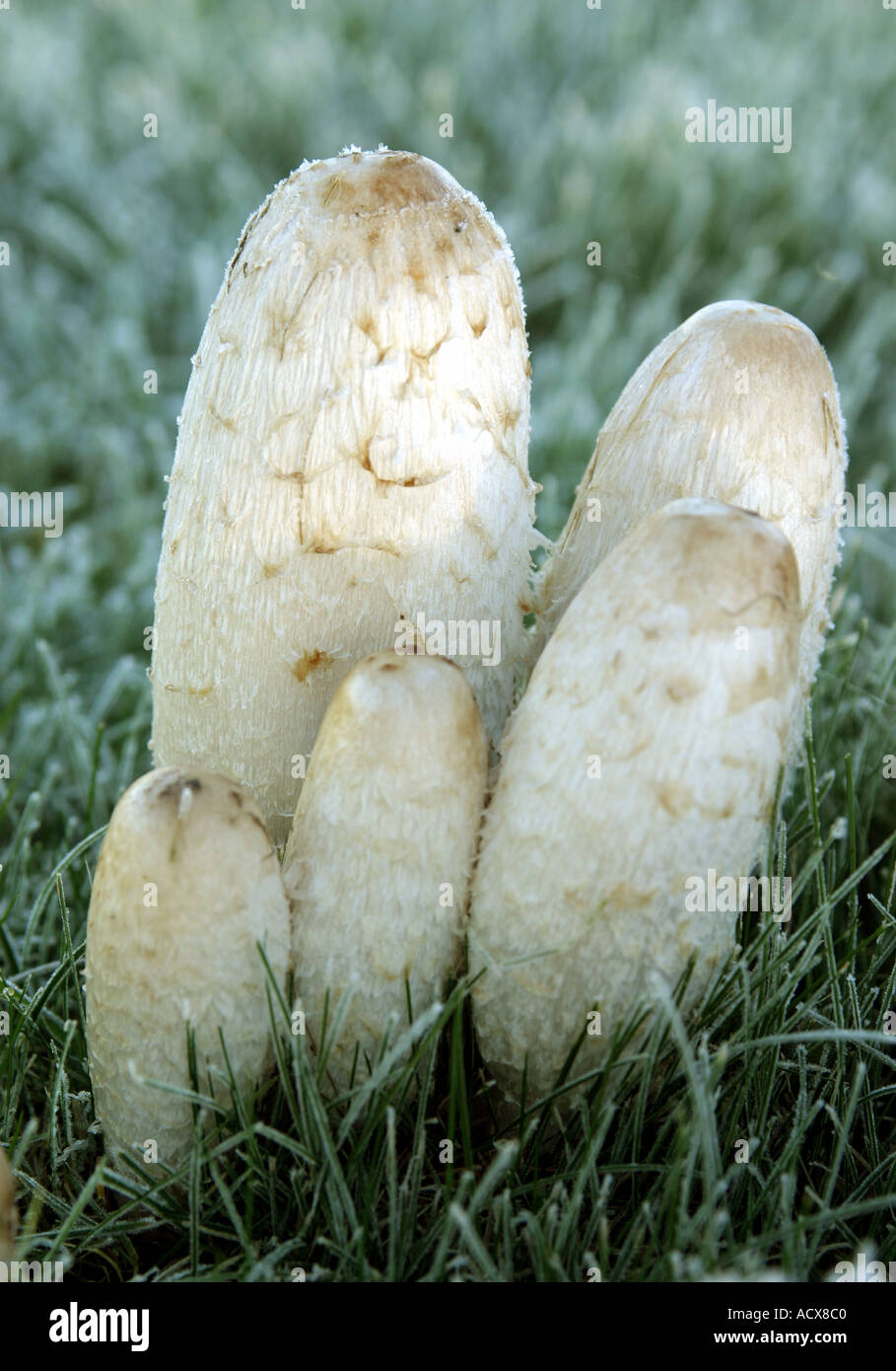 Shaggy Mane fungi - Coprinus comatus Stock Photo