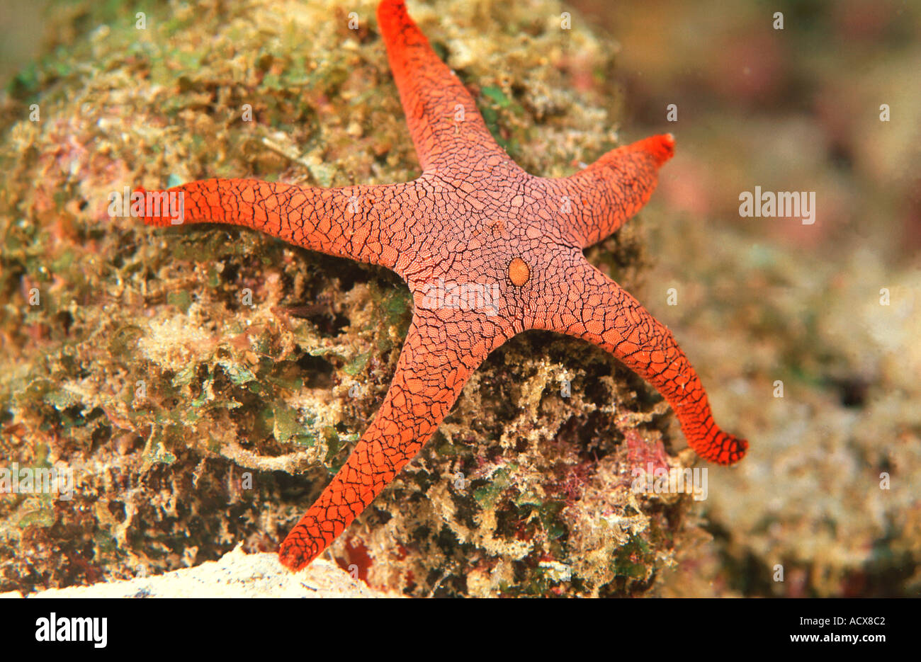Star observation paradise hi-res stock photography and images - Alamy