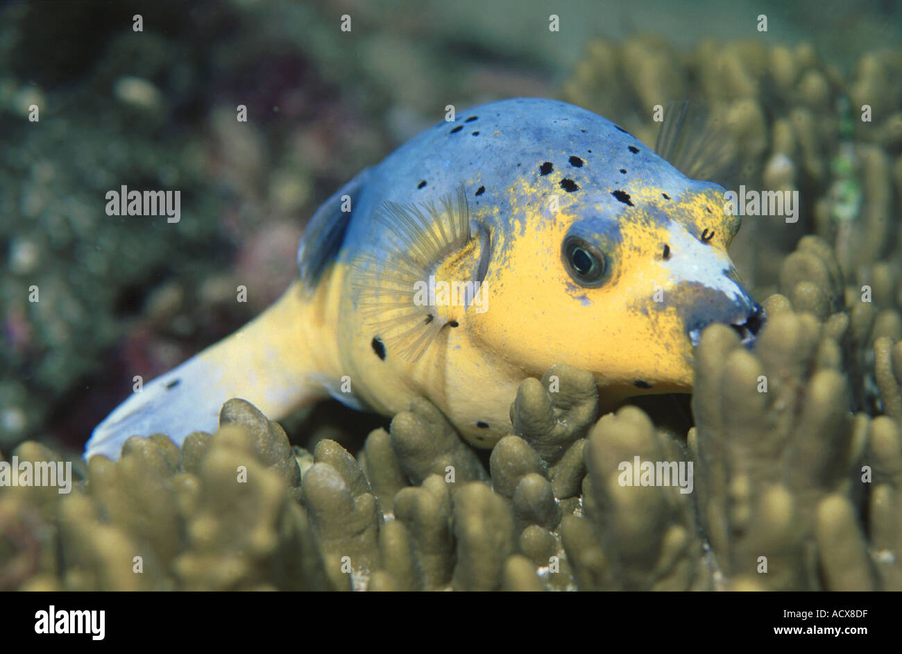 Puffer fish underwater scenery hires stock photography and images Alamy