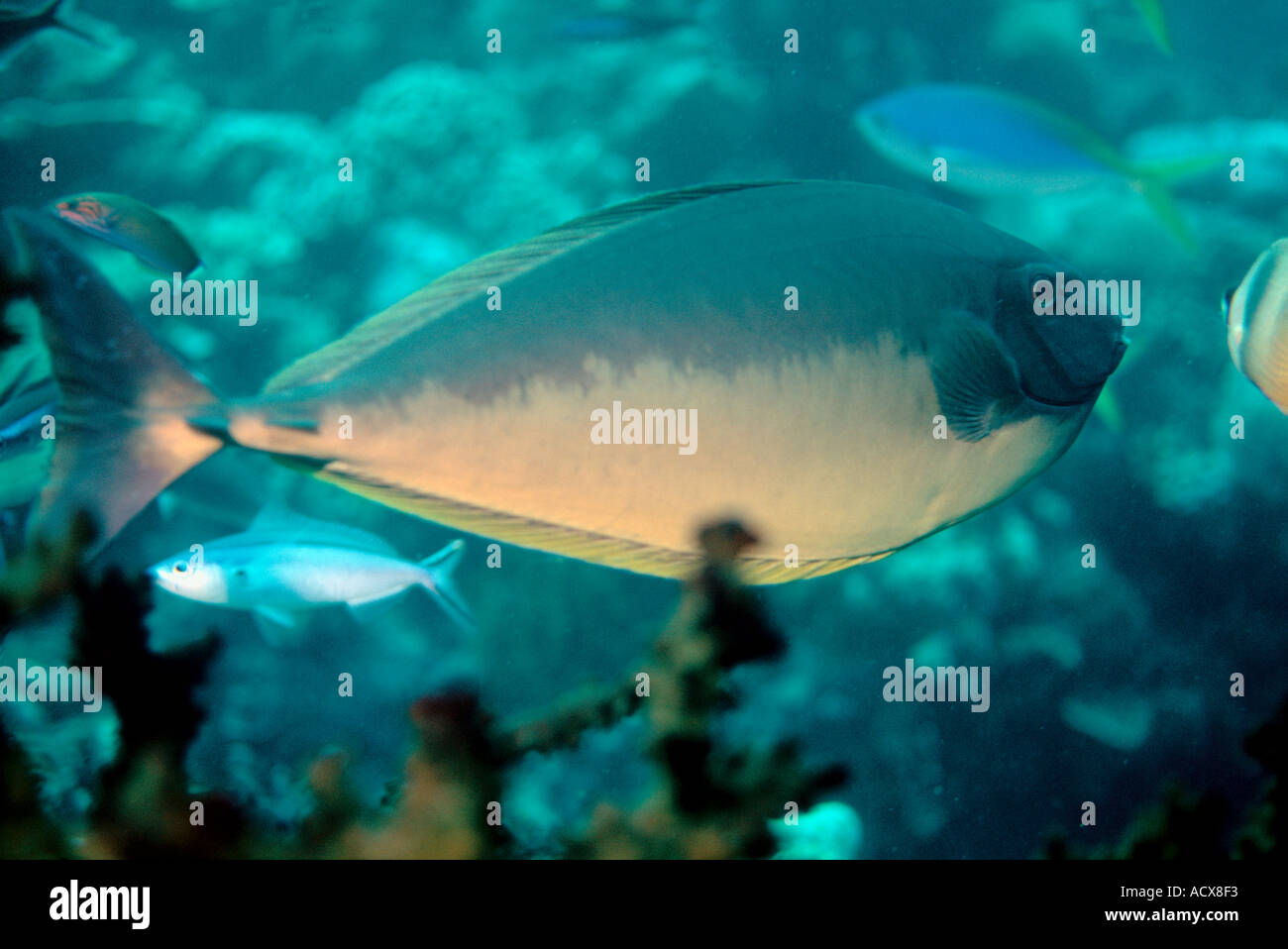 Sea fish Stock Photo