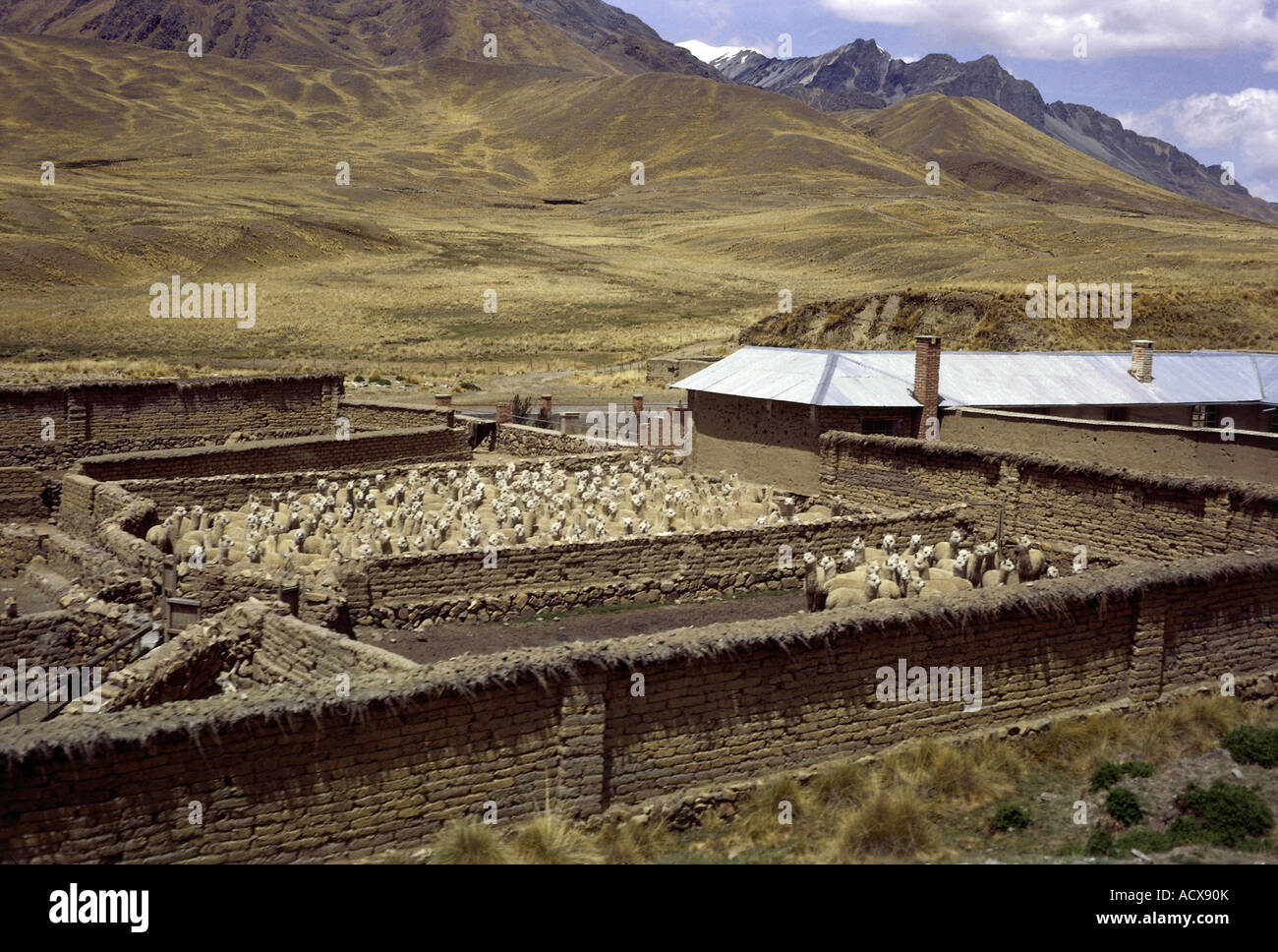 geography / travel, Peru, agriculture, cattle-breeding, llama farm near Lataya, 1964, Stock Photo