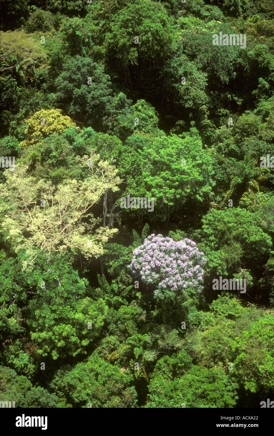 Rainforest biome life cycle hi-res stock photography and images - Alamy