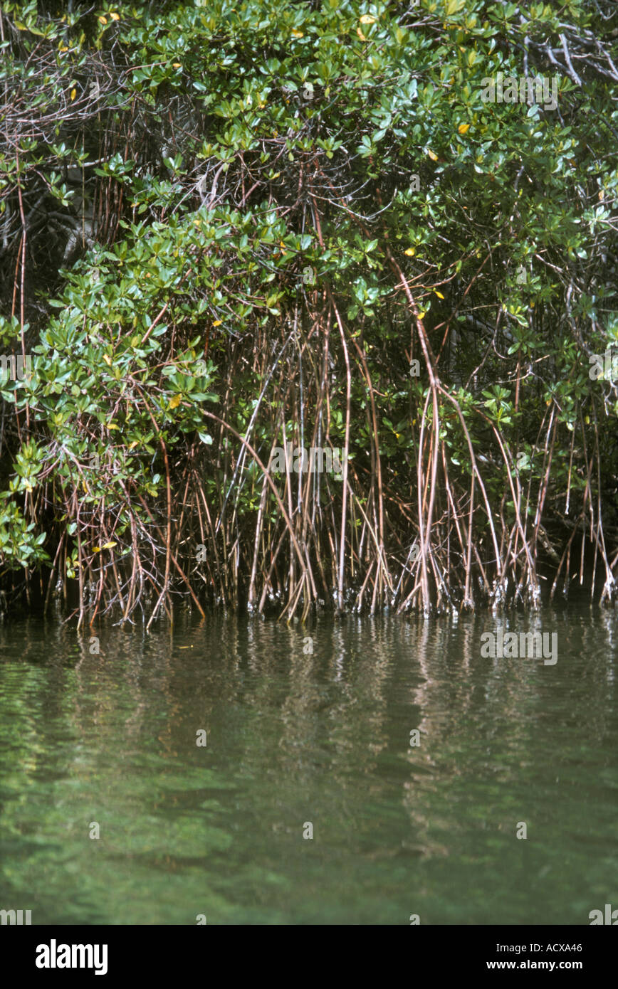 Stilt roots of red mangrove Rhizophora mangle Rhizophoraceae in mangrove  forest Falcon State Venezuela Stock Photo - Alamy