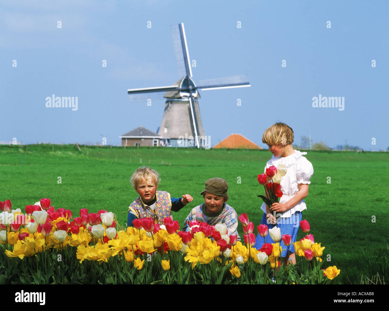 Children in tulip garden in Holland with windmill Stock Photo
