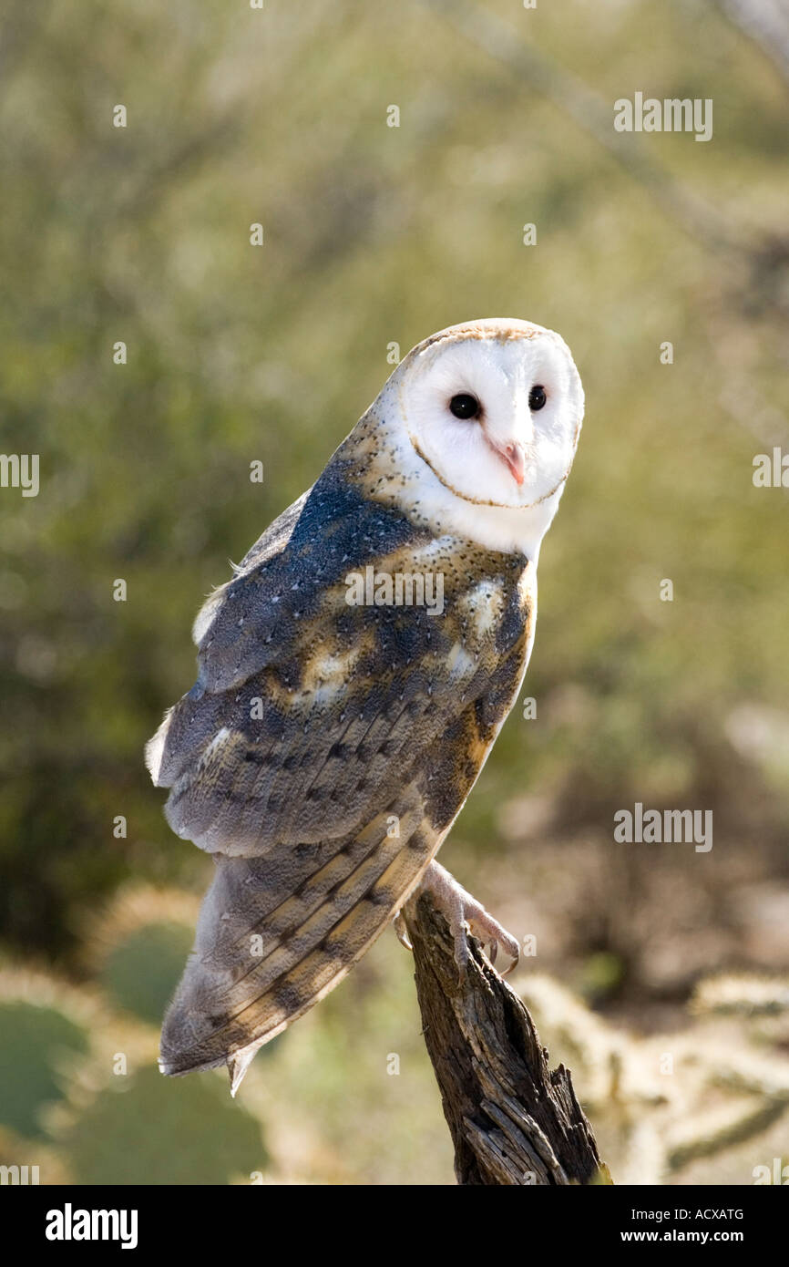 Barn Owl Tyto alba Arizona Sonora Desert Museum Tucson Arizona USA 15