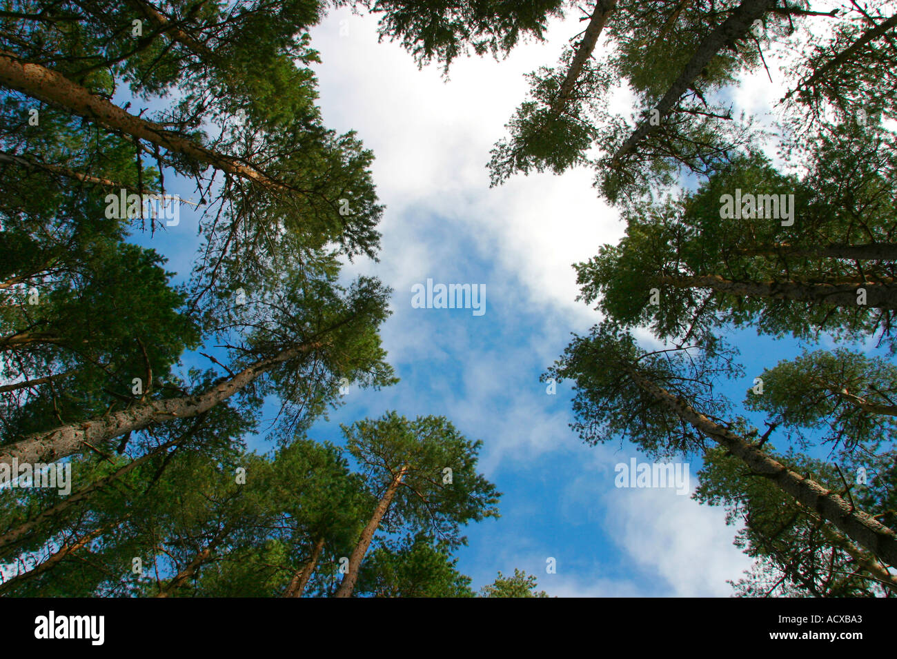 Looking up at blue sky with clouds through pine trees Stock Photo - Alamy