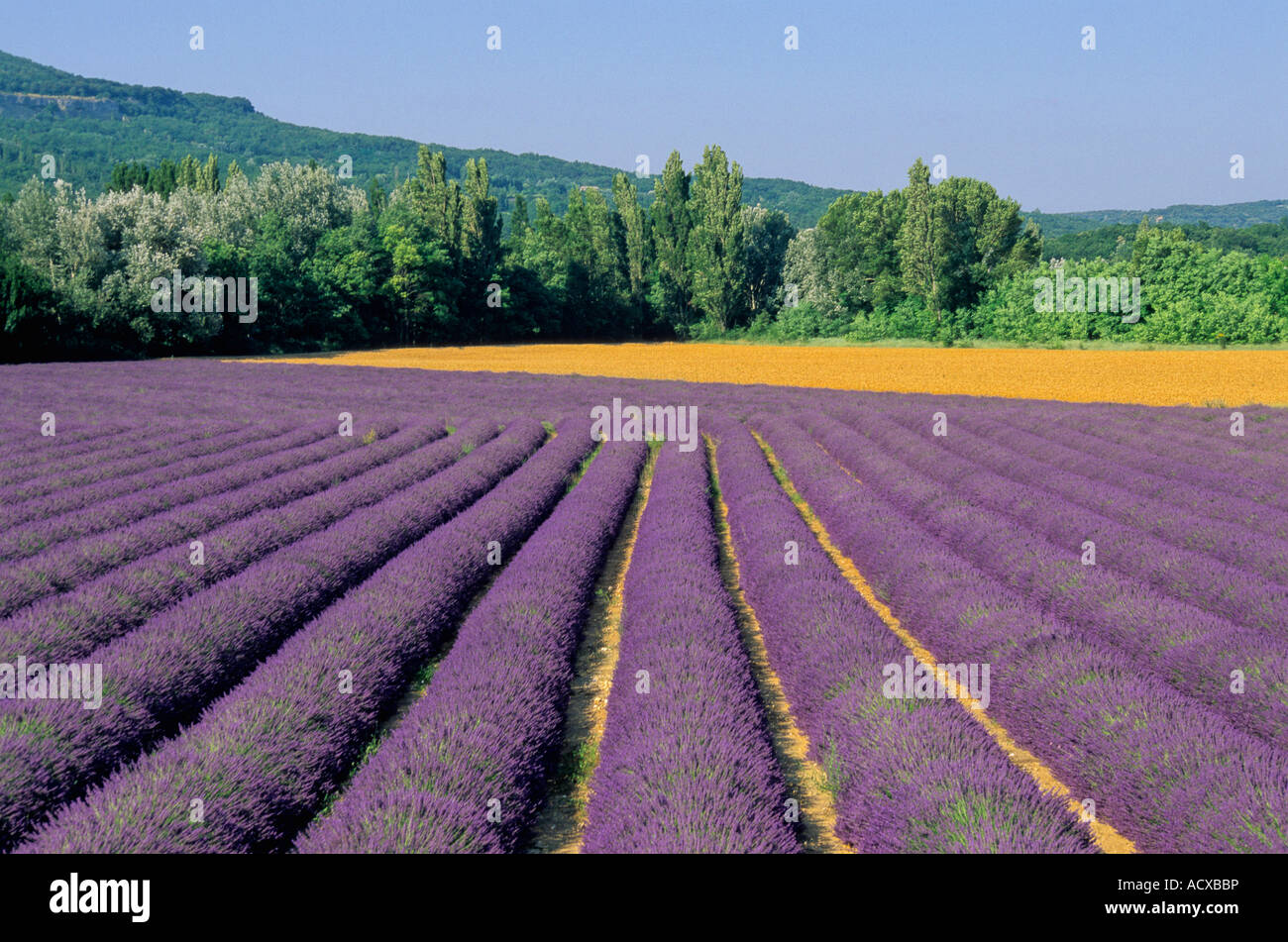 Lavender field in Provence, France Stock Photo