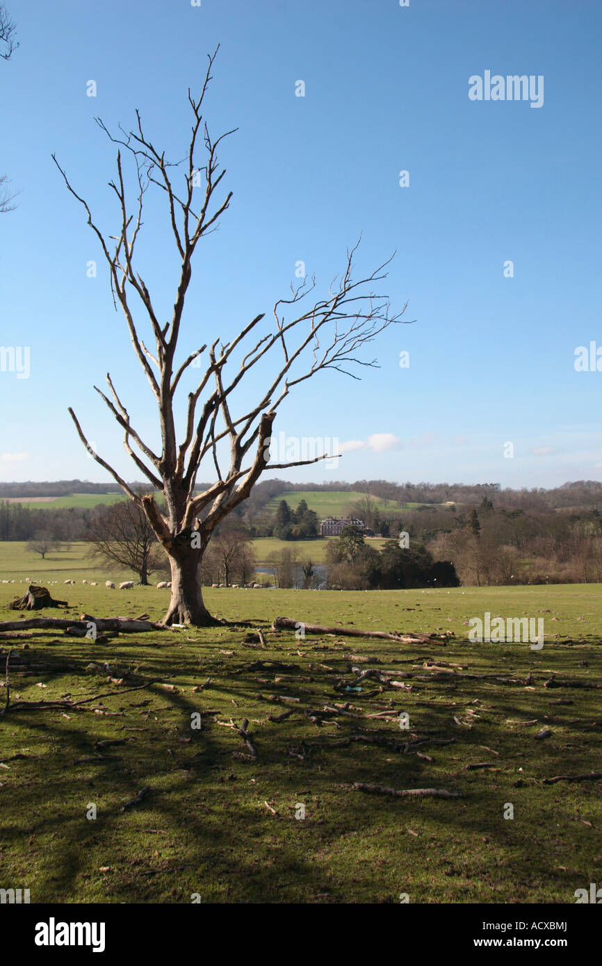Dead tree in field at Bourne Park Road, Bridge, Kent Stock Photo - Alamy