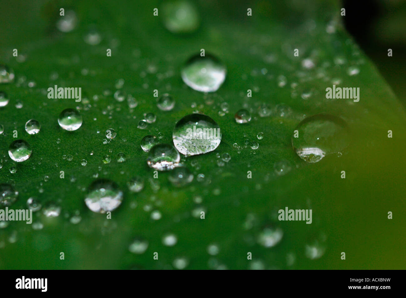 Green Leaves Covered With Jewel Like Raindrops Stock Photo