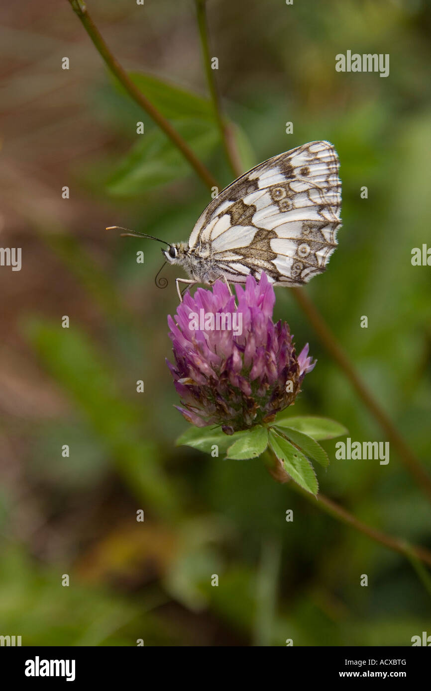 Marbled White Butterfly Stock Photo - Alamy