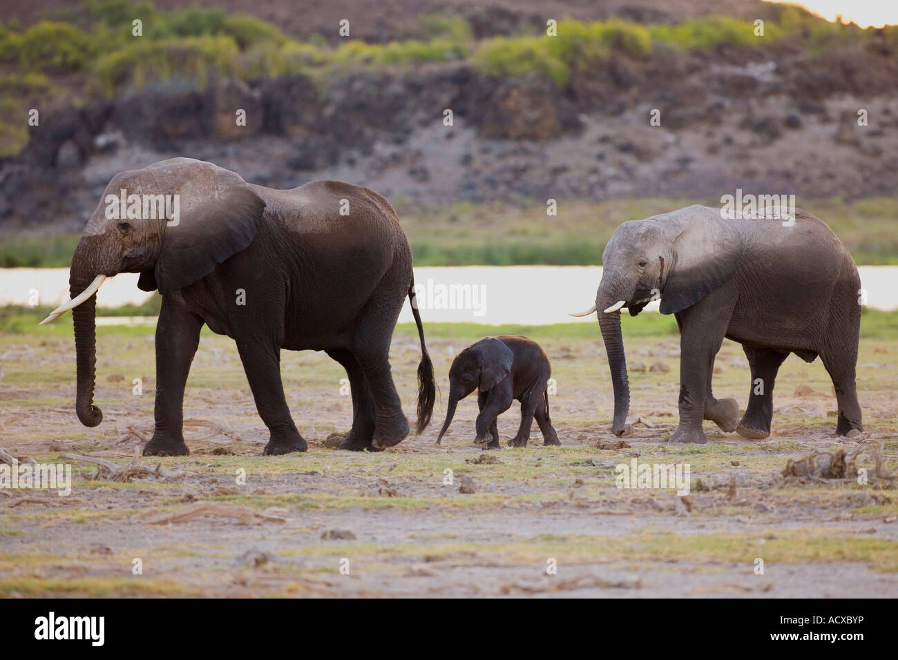 Two female african elephants Loxodonta Africana  with baby in Amboseli National Park Kenya East Africa Stock Photo