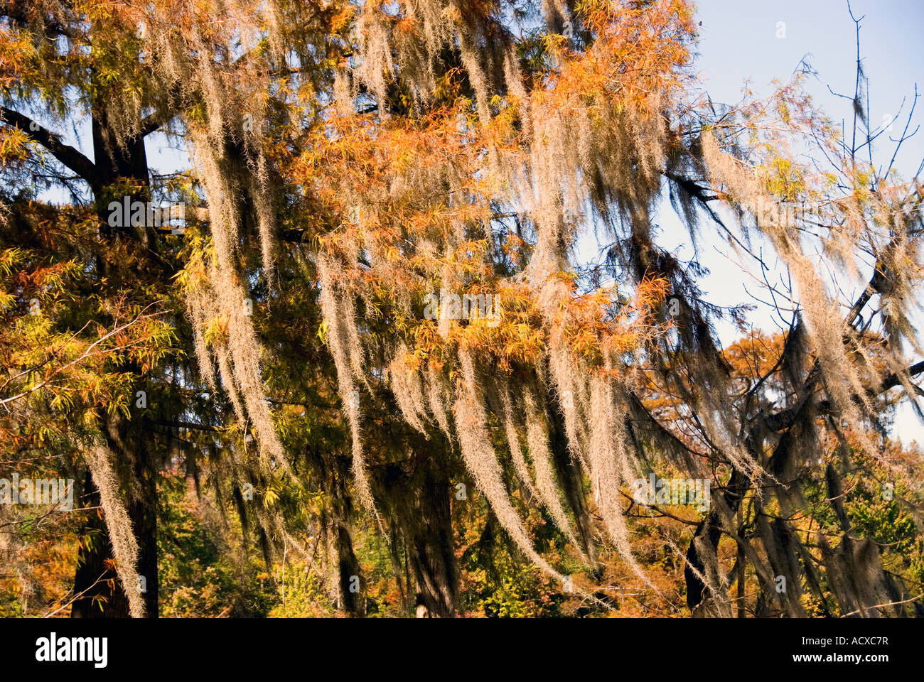 Spanish moss hanging from bald cypress tree orange autumn fall colors