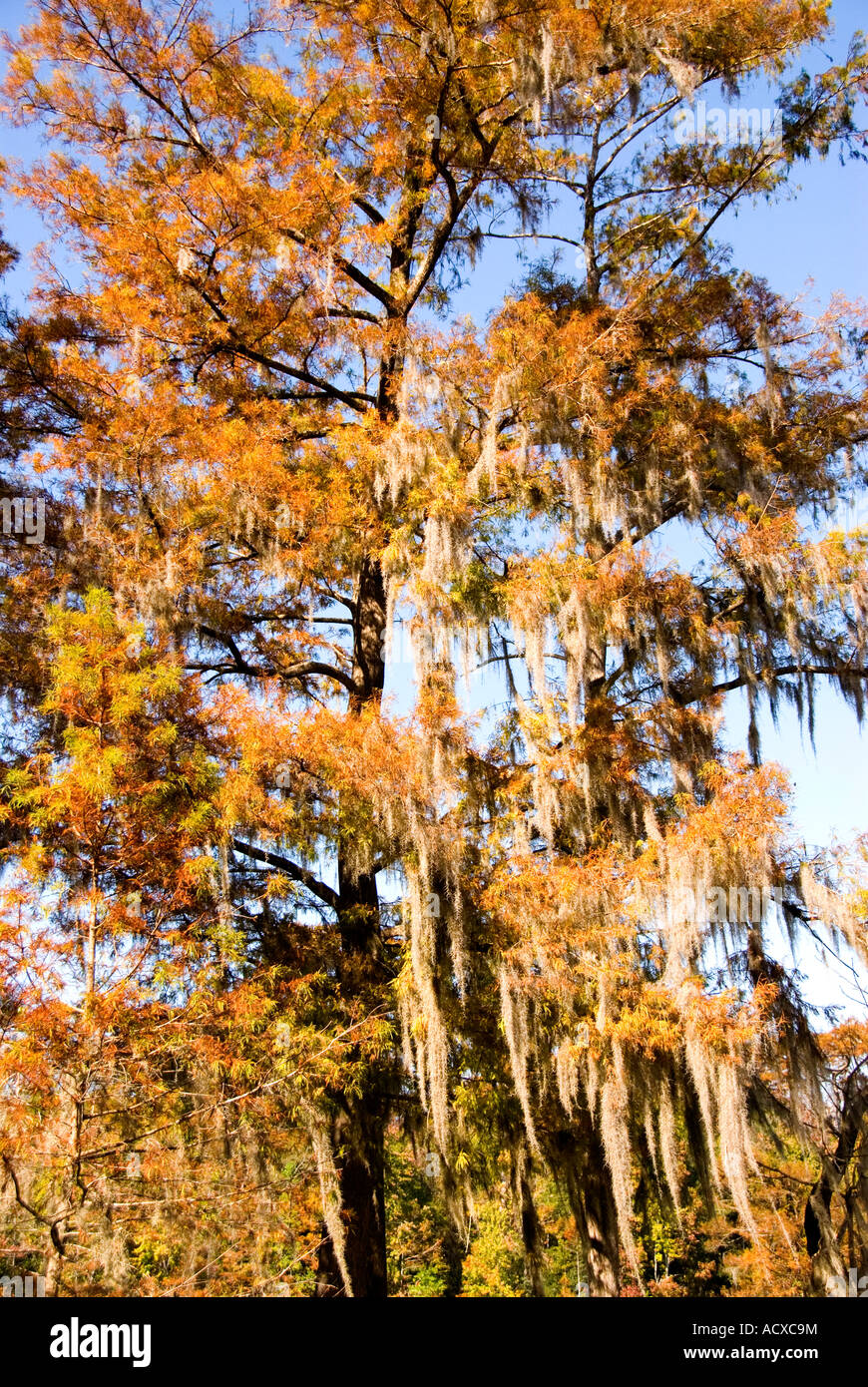 Spanish moss hanging from bald cypress tree orange autumn fall colors  american south southern usa iconic image Stock Photo - Alamy