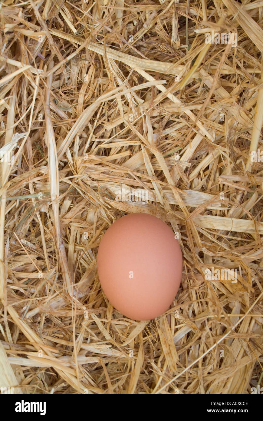 New laid hen egg in straw nest Stock Photo - Alamy
