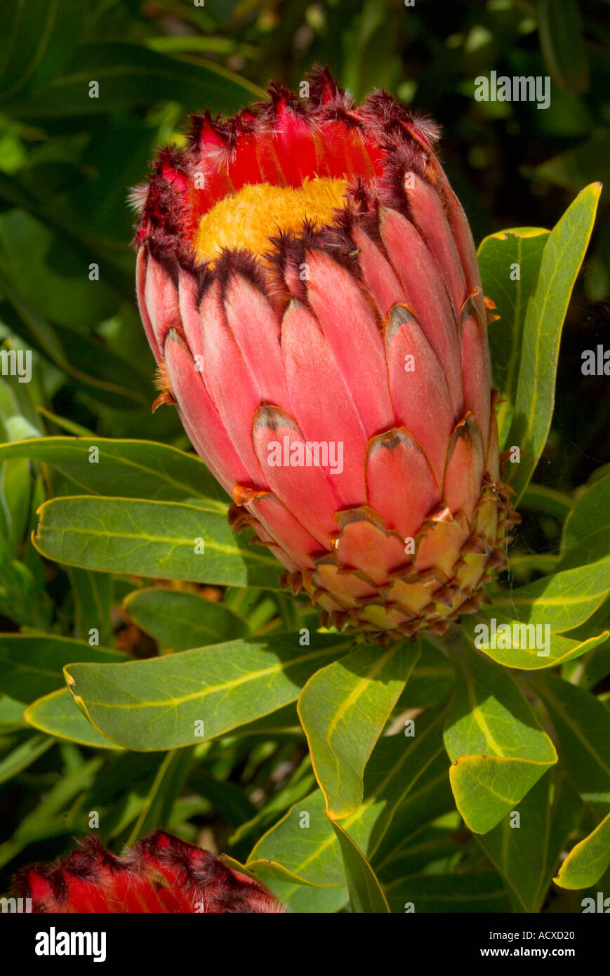 Leucospermum cordifolium Stock Photo