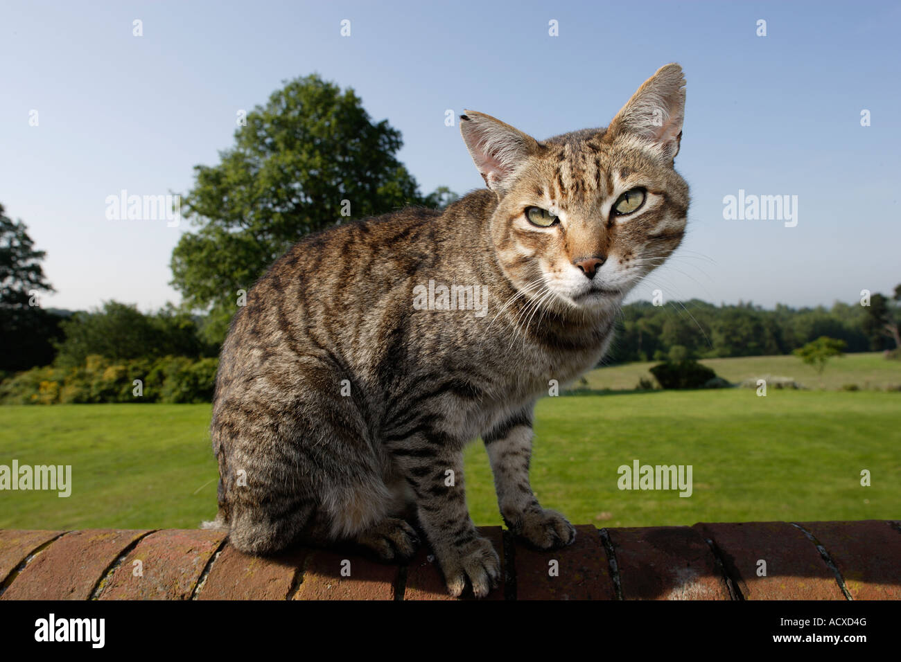 Tabby cat looking fierce and mean Stock Photo Alamy