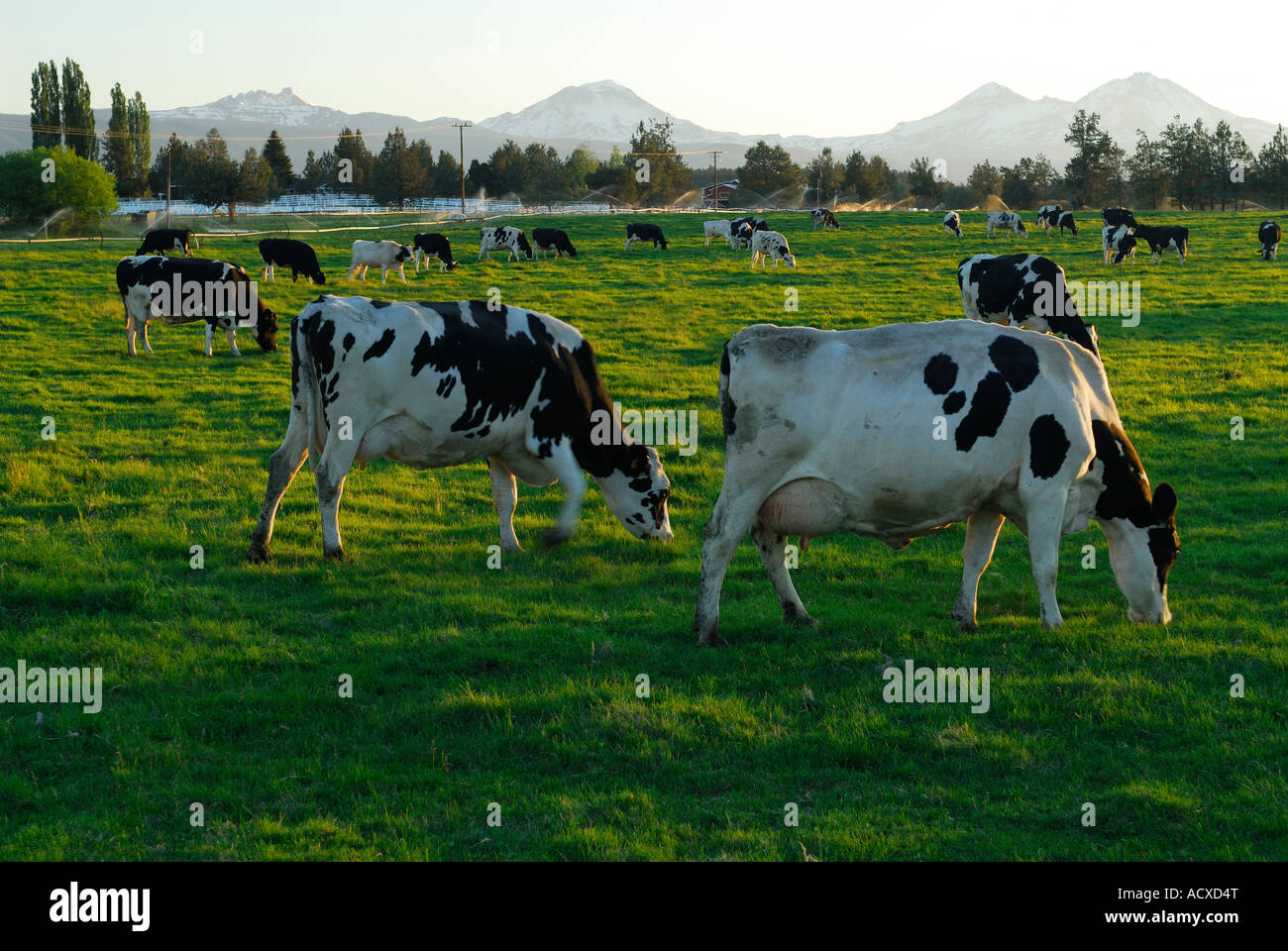Holstein cows grazing on grass field at dusk with Three Sisters ...