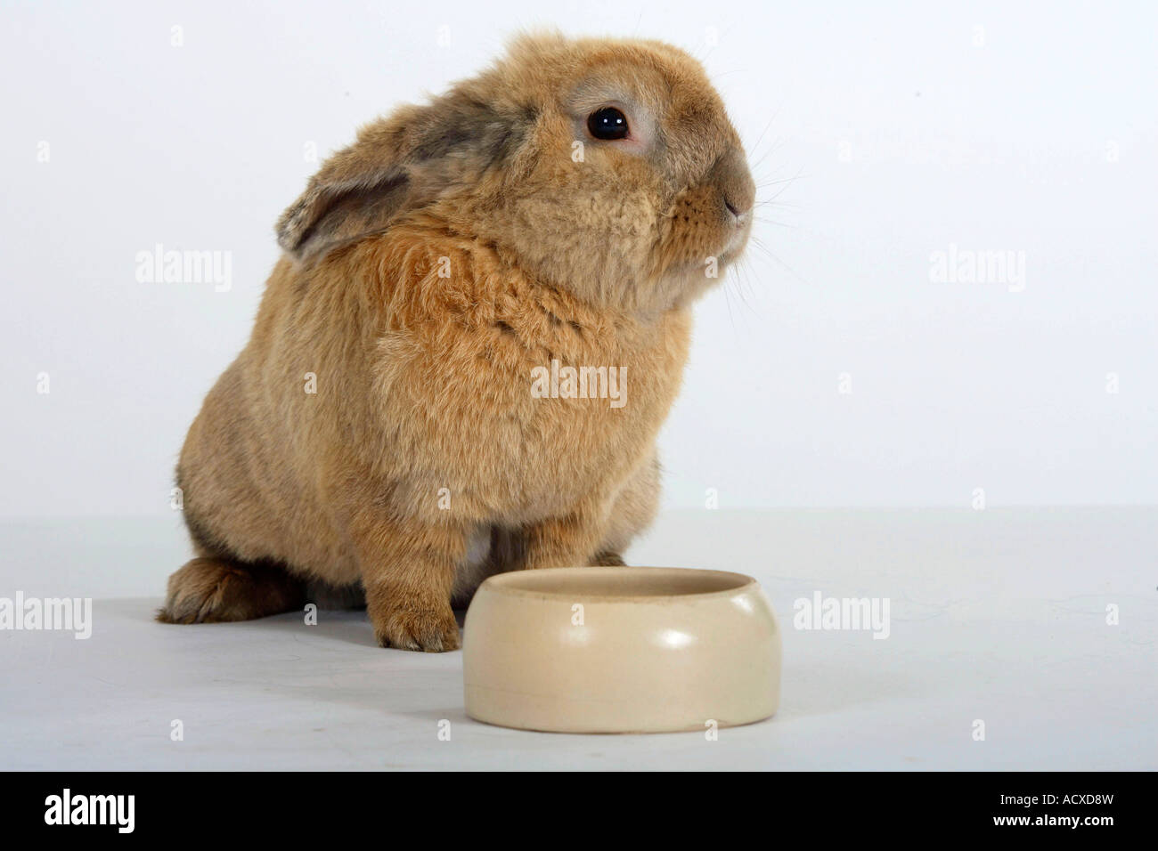 Domestic Rabbit with feeding bowl Stock Photo Alamy