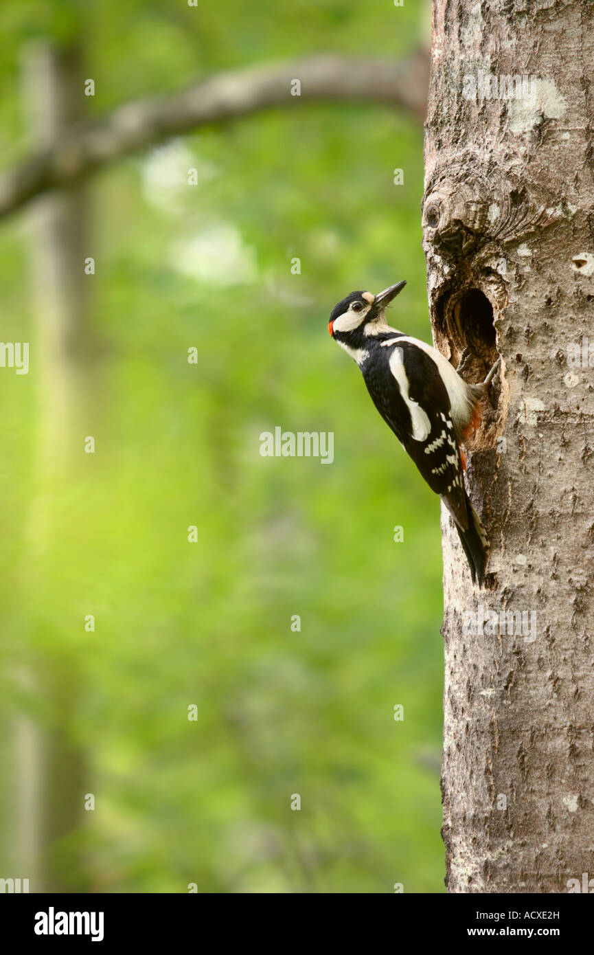 Great Spotted Woodpecker (Dendrocopos major) on the trunk of Common Aspen (Populus Tremula) Stock Photo