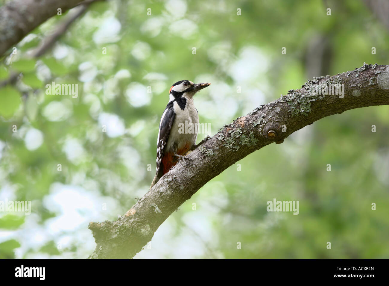 Great Spotted Woodpecker (Dendrocopos major) on the branch of Common Aspen (Populus Tremula) Stock Photo