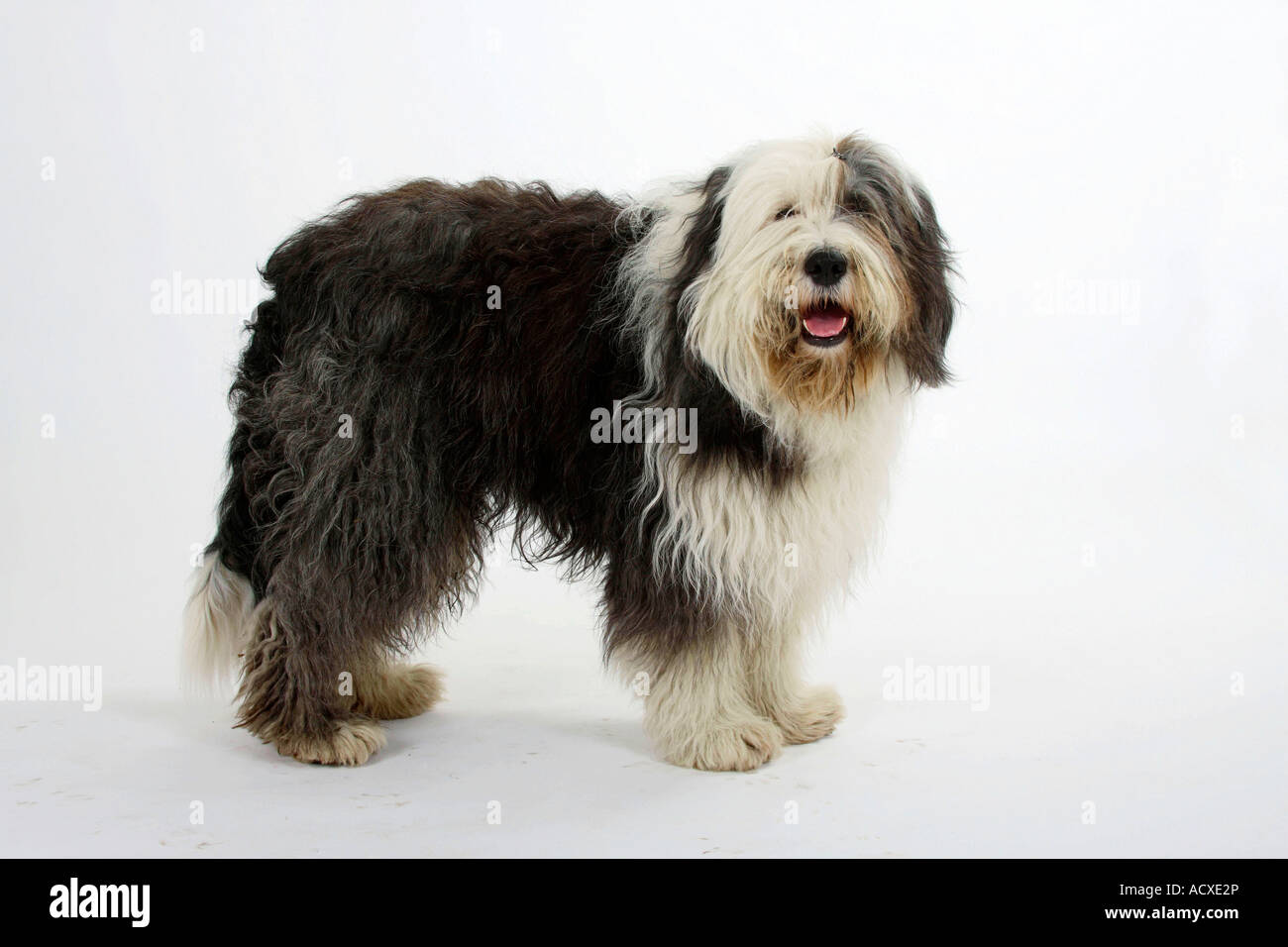 Sheepdog Inglês Velho (bobtail) Imagem de Stock - Imagem de bobo, isolado:  14317501