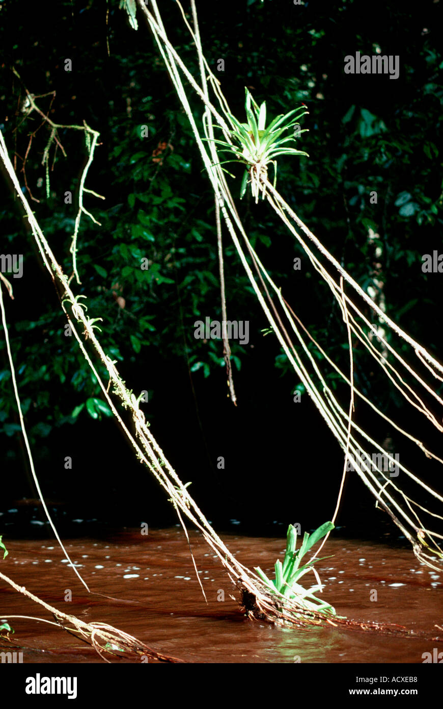 Lianas with bromeliads Guyana Stock Photo