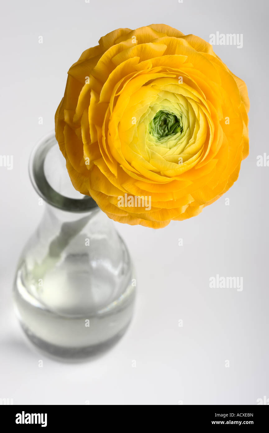 Young yellow gerbera in a vase. Stock Photo