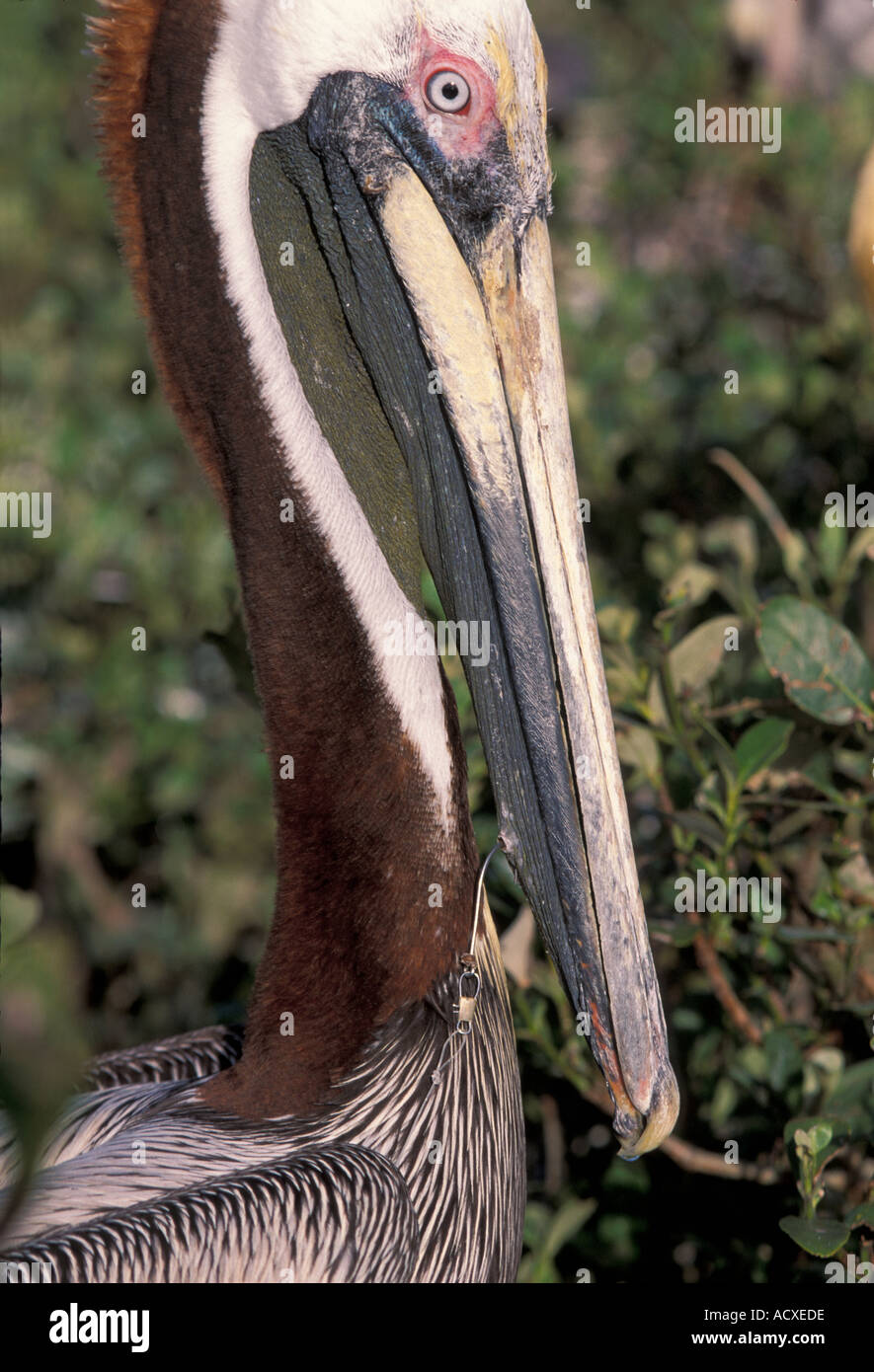 ENVIRONMENT pollution fishing hook in Brown Pelican bill Stock Photo