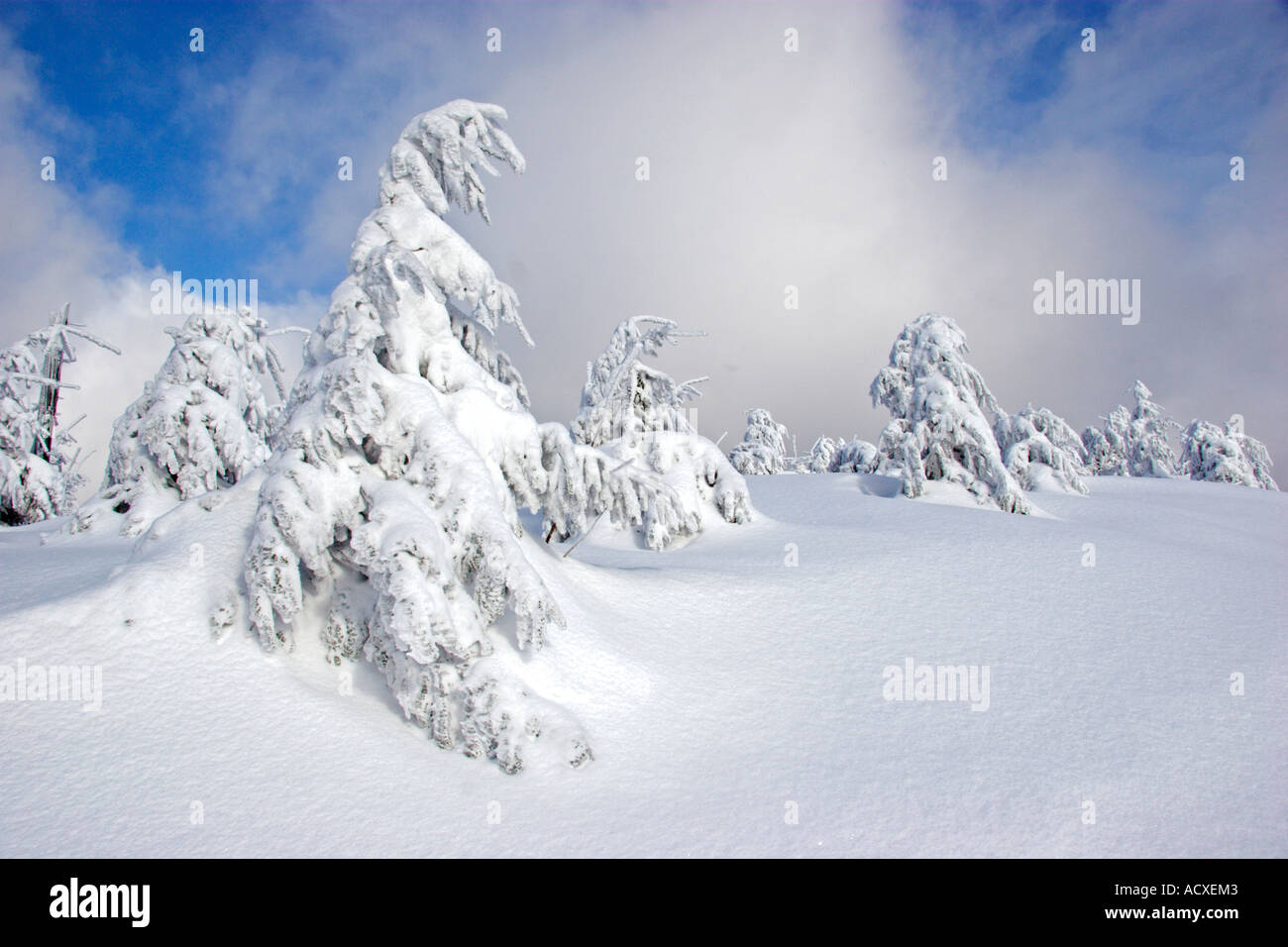Snow covered trees on Brocken Stock Photo