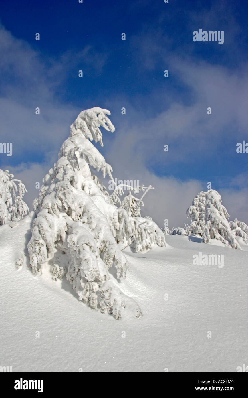 Snow covered trees on Brocken Stock Photo
