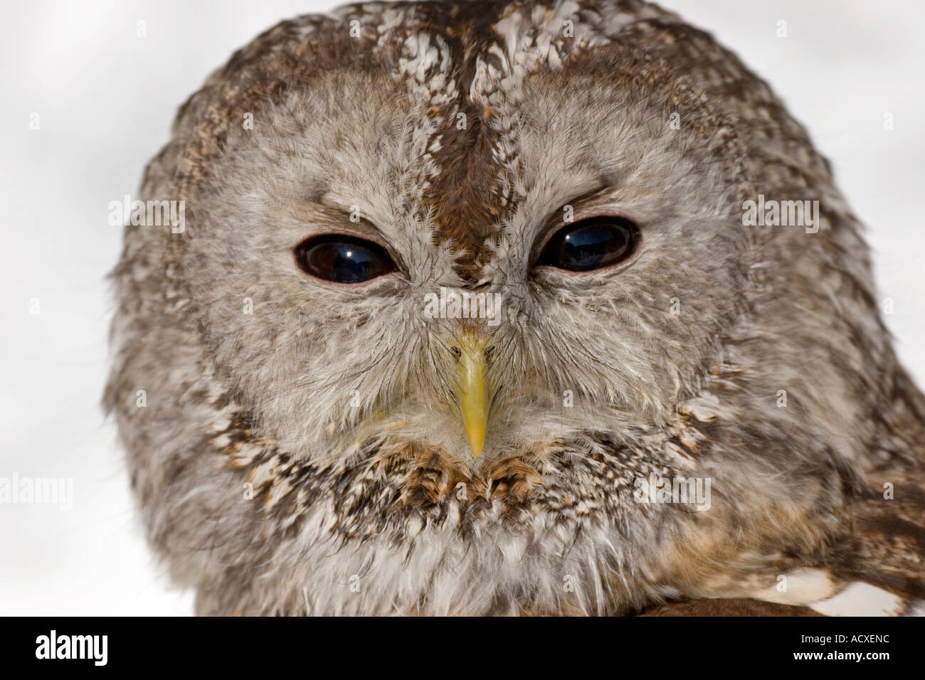 Portrait of a tawny owl Stock Photo