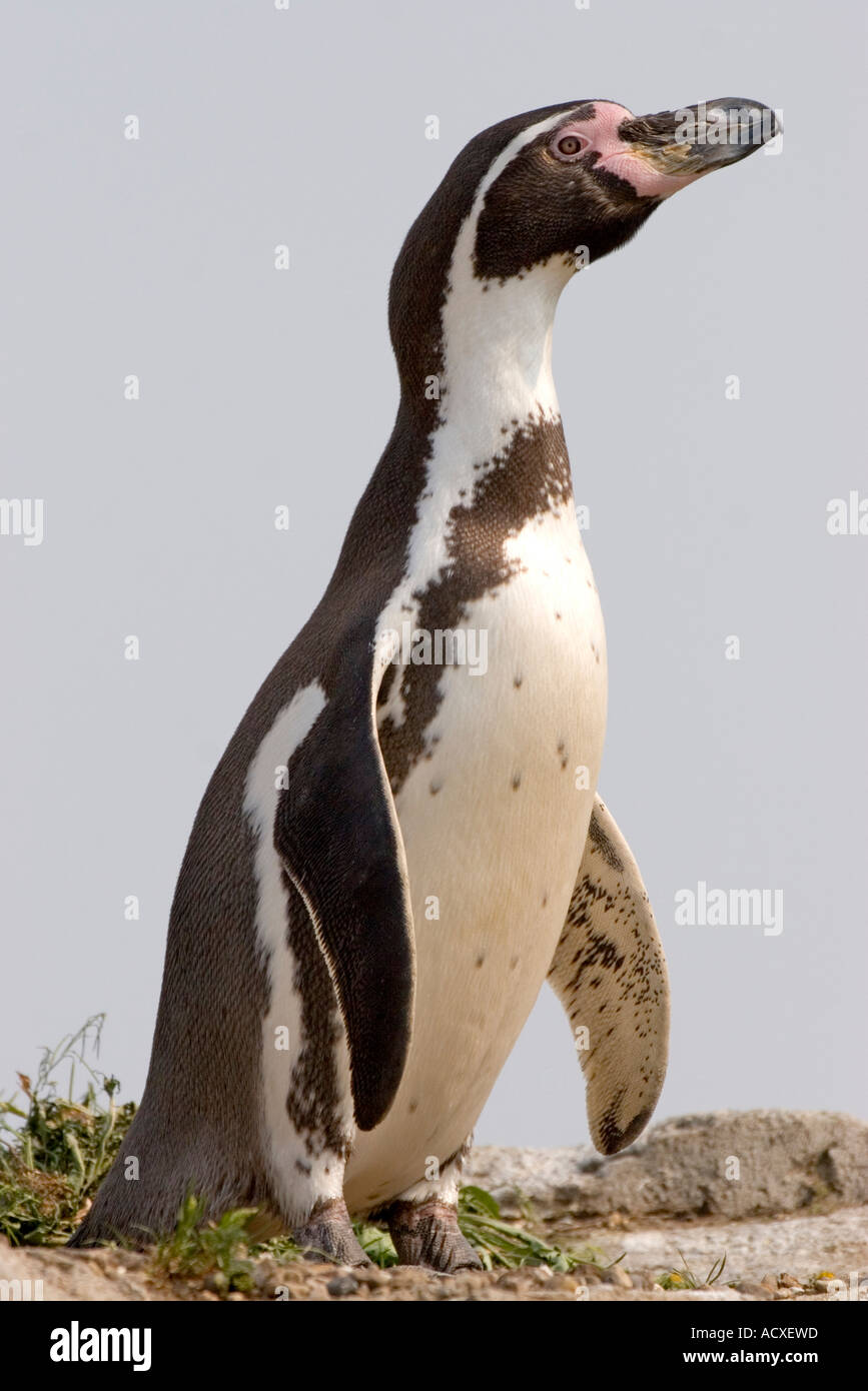 Humboldt penguin (Spheniscus humboldti) Stock Photo