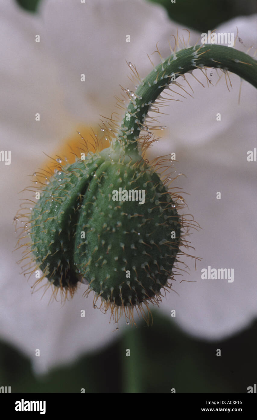 Meconopsis betonicifolia var. alba. Flower bud. Stock Photo