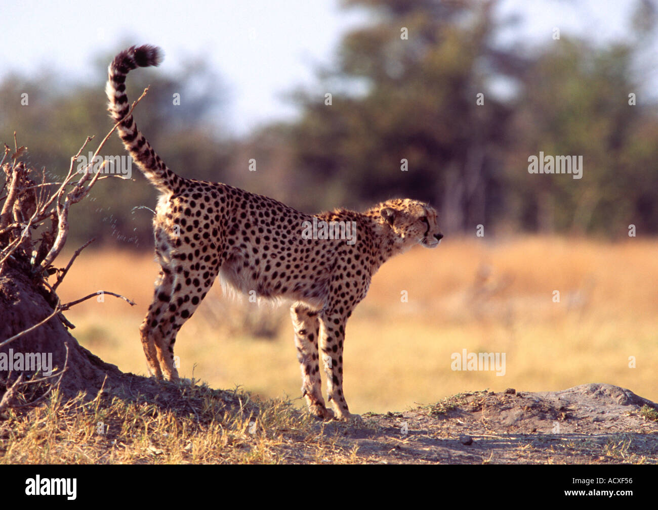 Cheetah marking territory Stock Photo Alamy