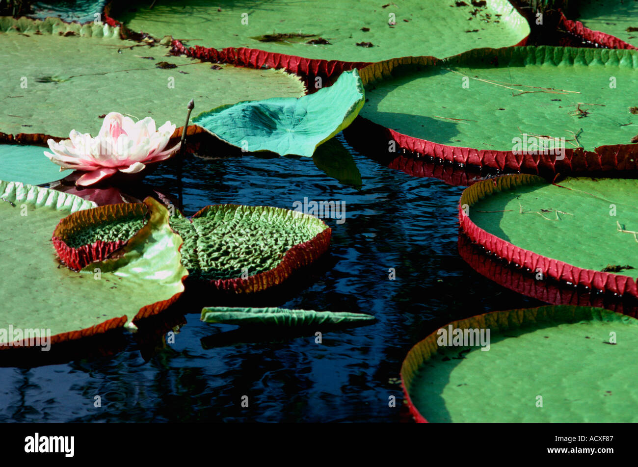 Giant water lilly Vitoria regia Victoria amazonica Nymphaeaceae Stock ...