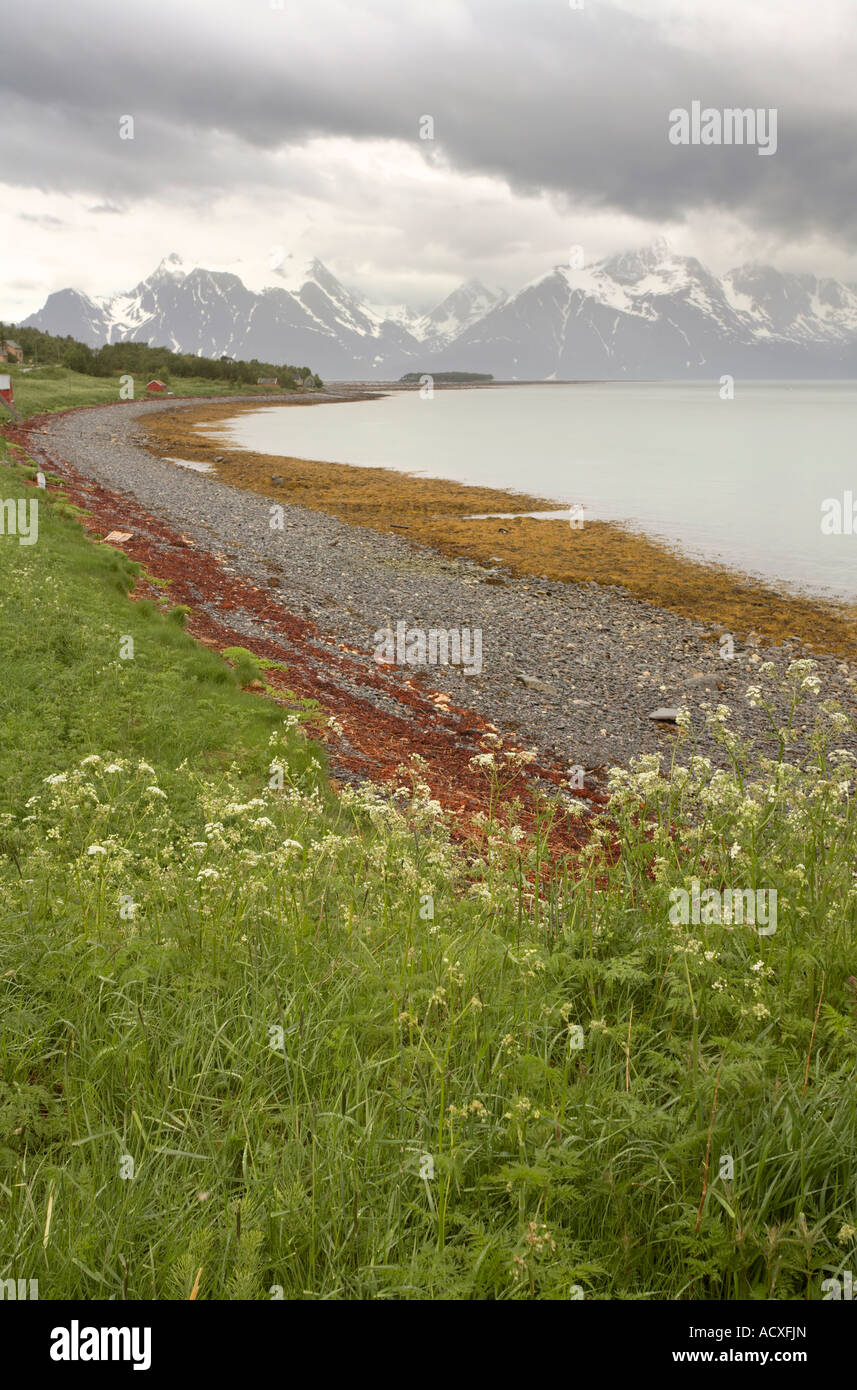 Vegetation on the shore, Djupvik, Troms, Norway, Europe Stock Photo