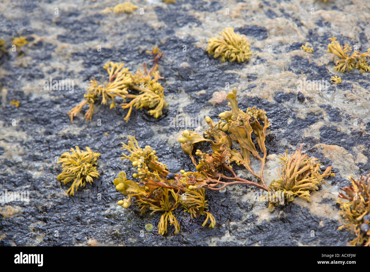 A detail of seaweed seedlings on rock surface Stock Photo