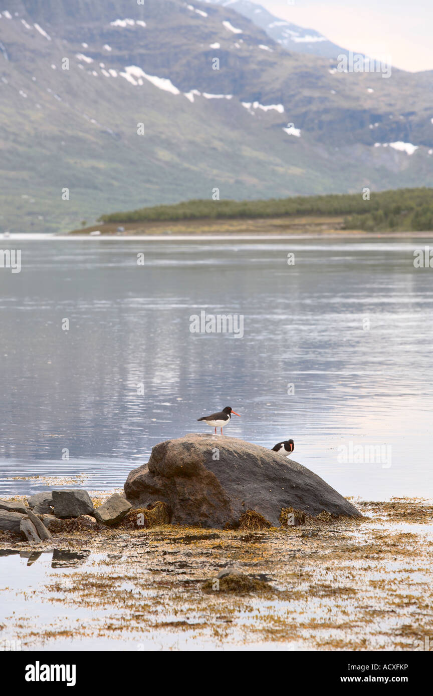 Two Eurasian oystercatchers (Haematopus ostralegus) on a rocky seashore near Burfjord, Kvaenangen province, Norway, Scandinavia, Europe Stock Photo