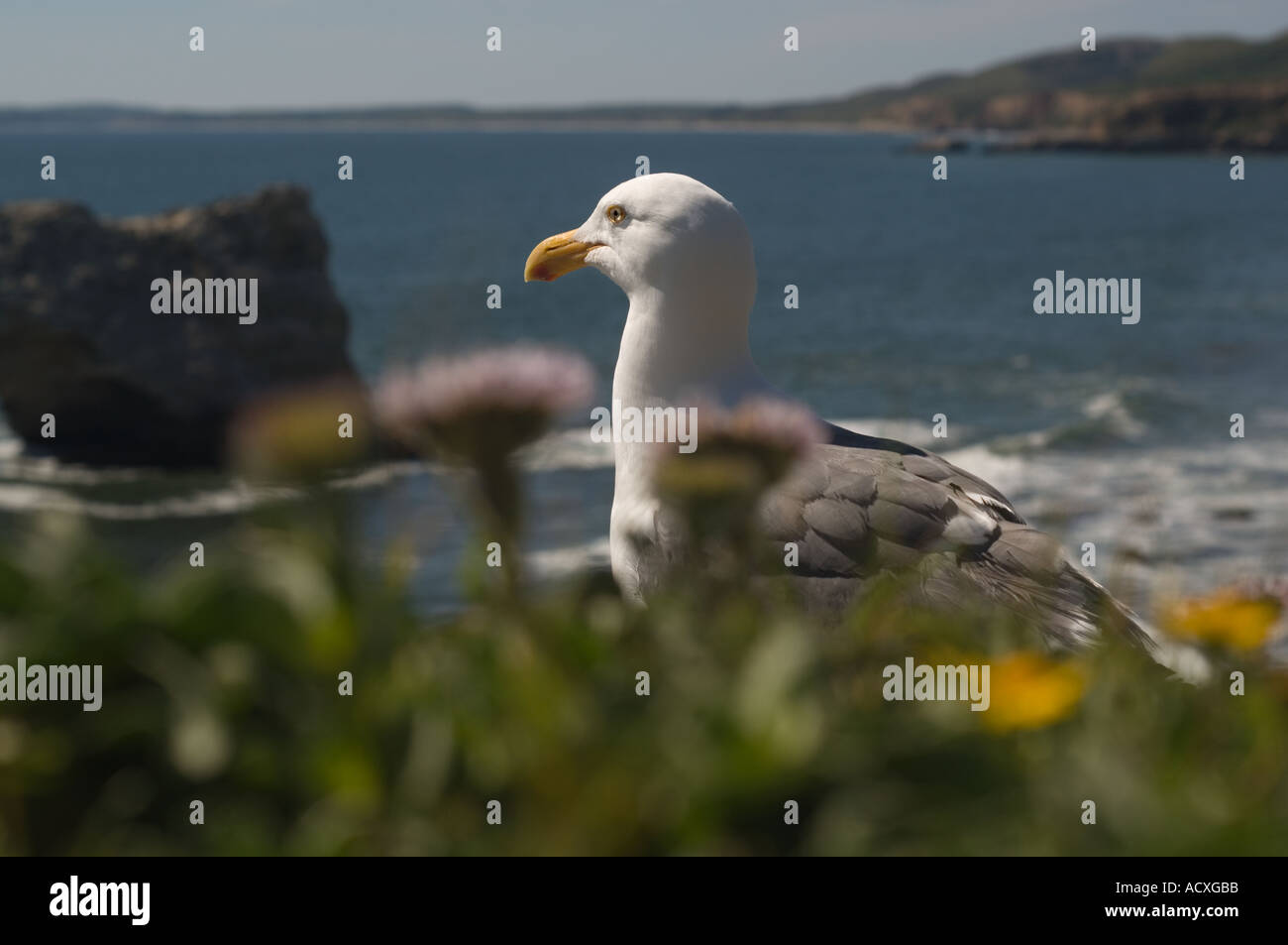 seagull behind wildflowers with looking out over ocean and rocks behind at Kellum Beach at Point Reyes National Seashore Stock Photo