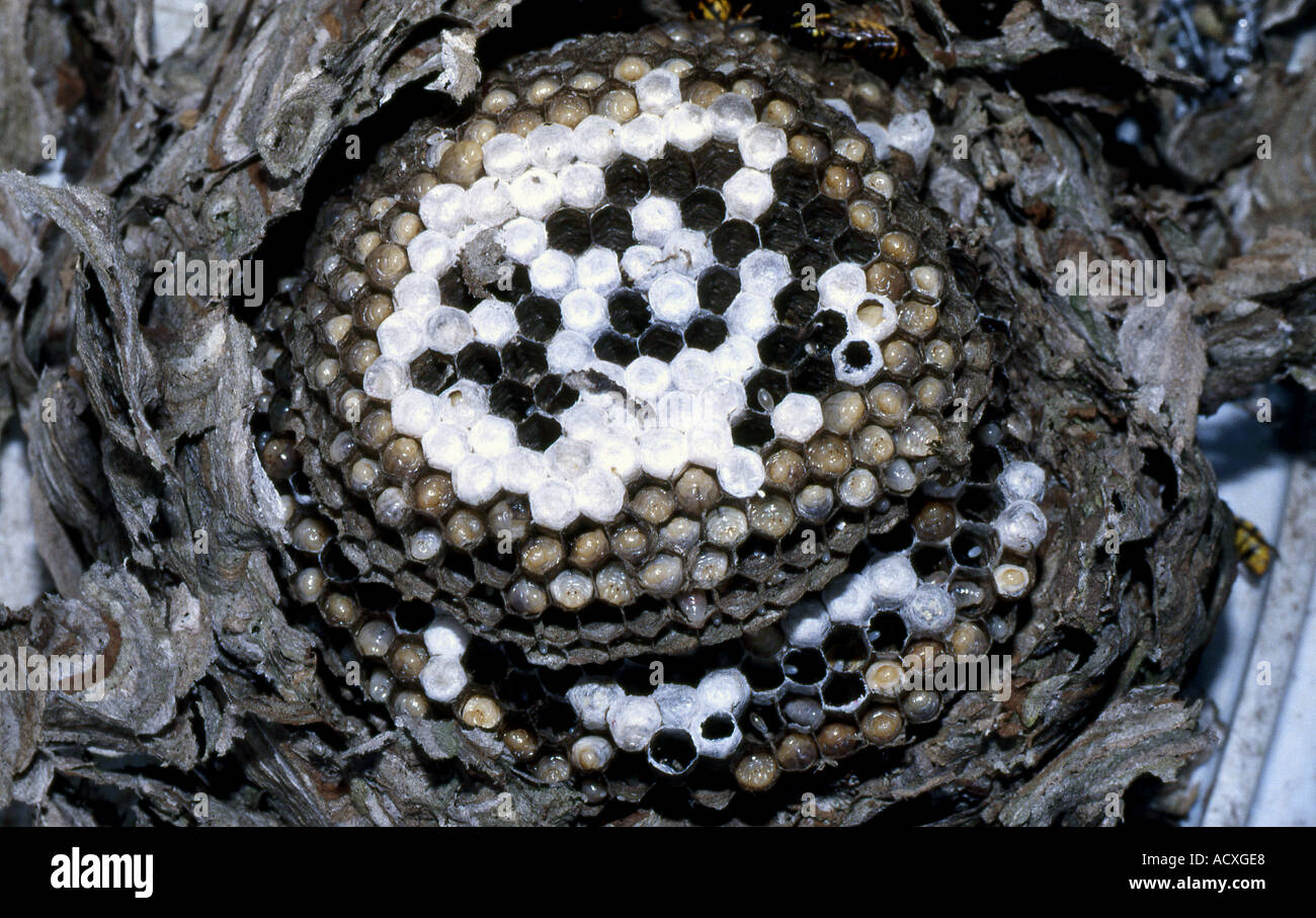 Common wasp nest opened to show structure of cells and sealed chambers ...
