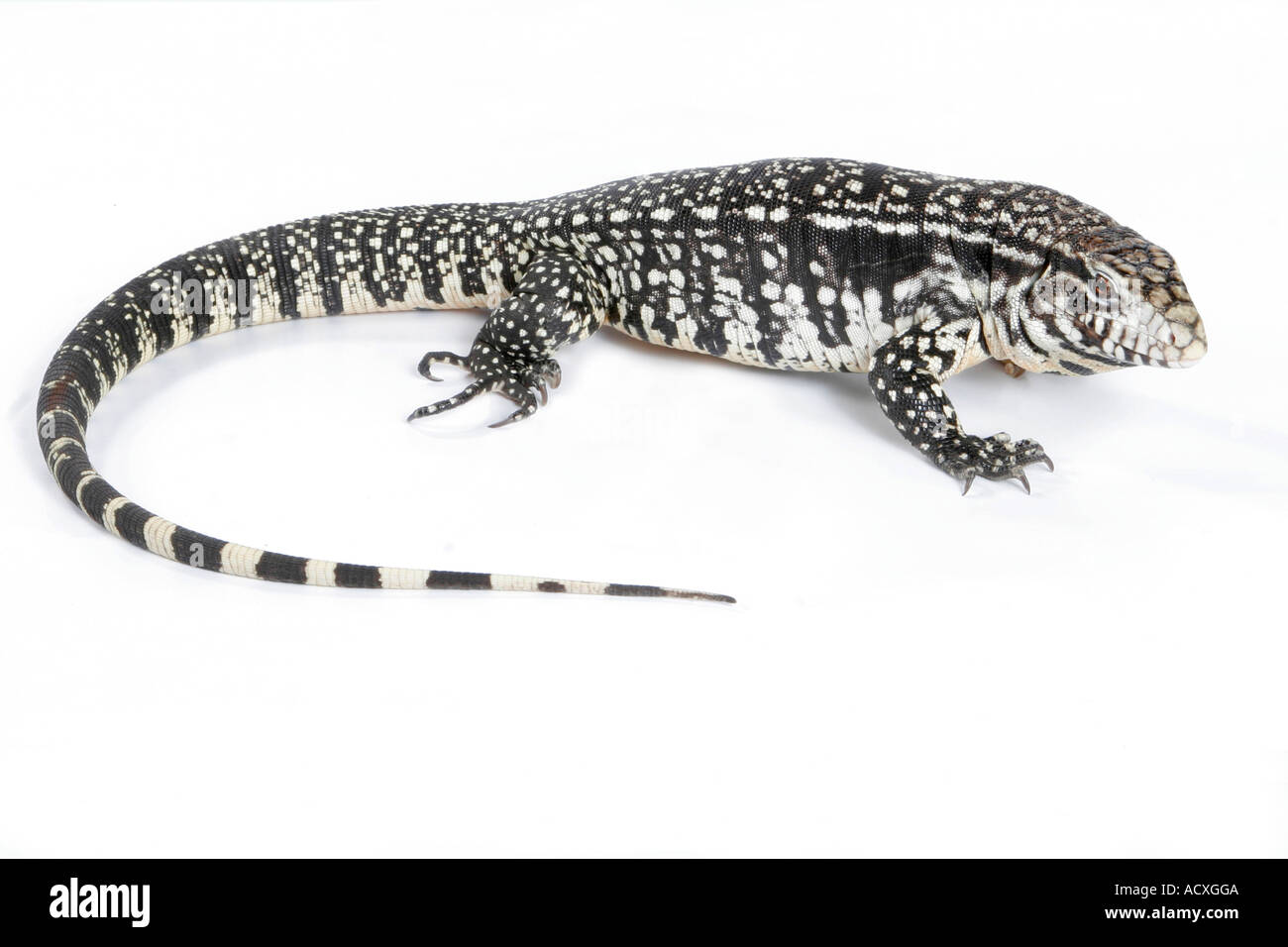 Argentine Black and White Tegu Stock Photo Alamy